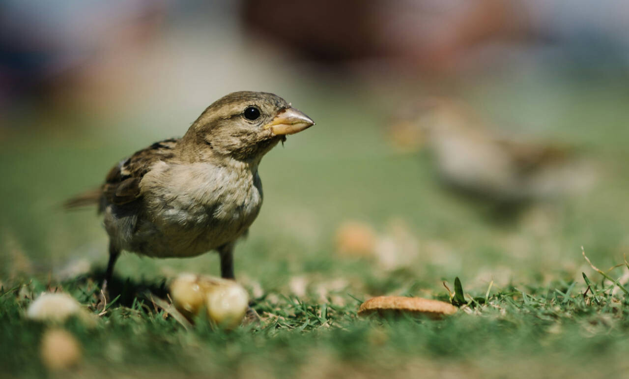 Bird in park in Izola, slovenia