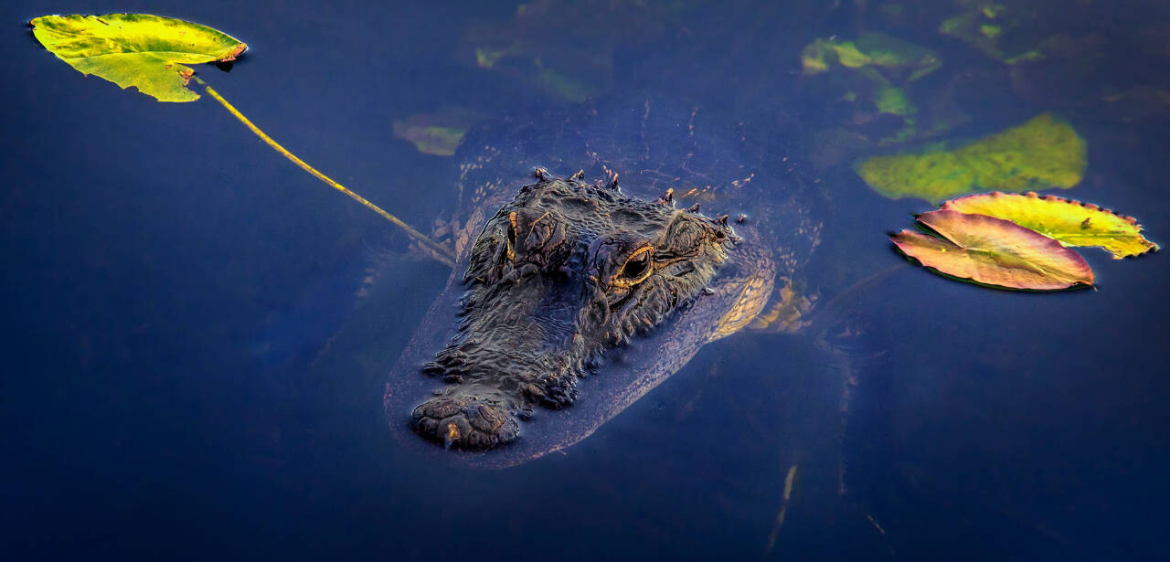 Alligator in Everglades National Park, Florida, USA