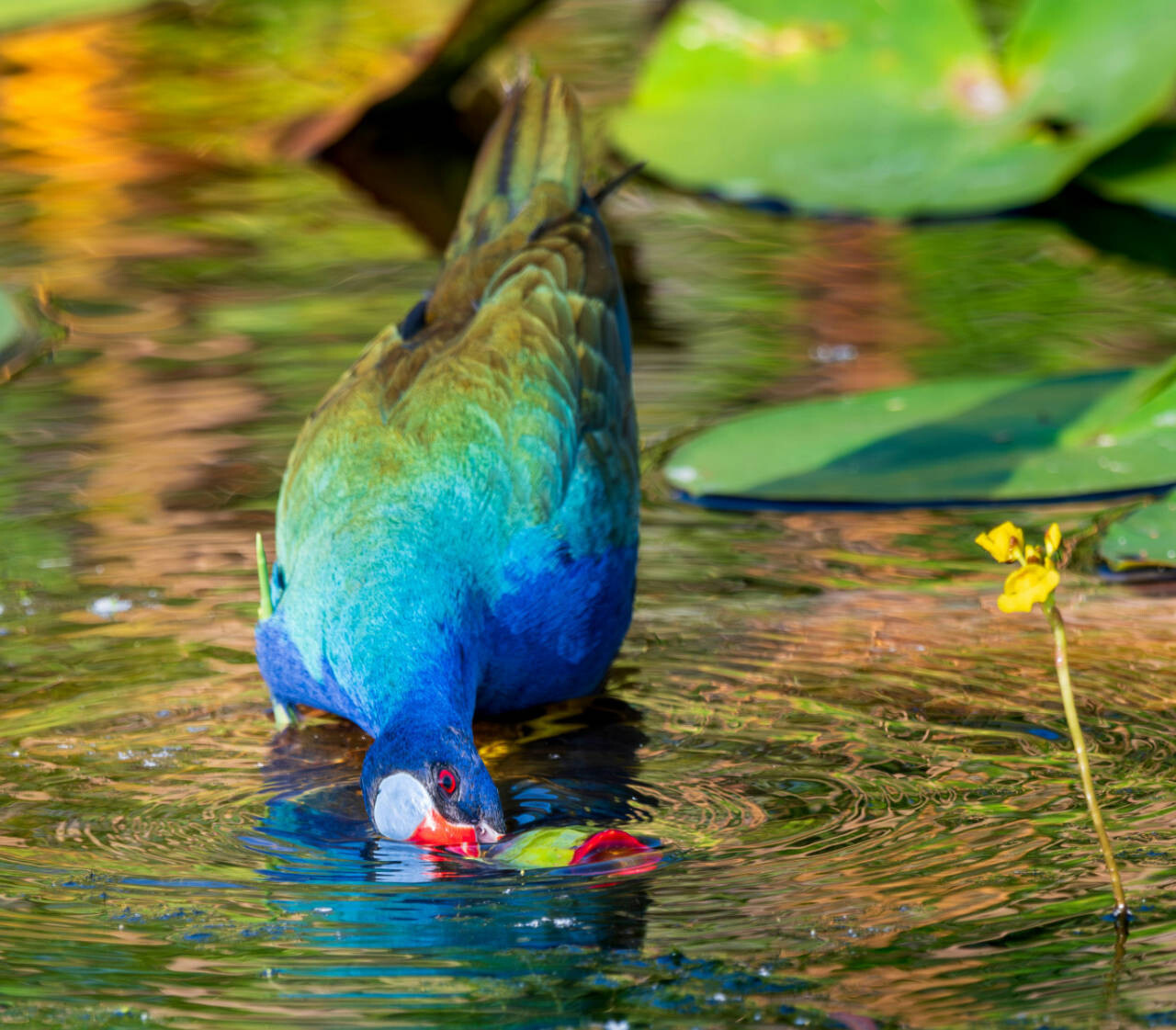 A Purple Gallinule in Everglades National Park, Florida, USA