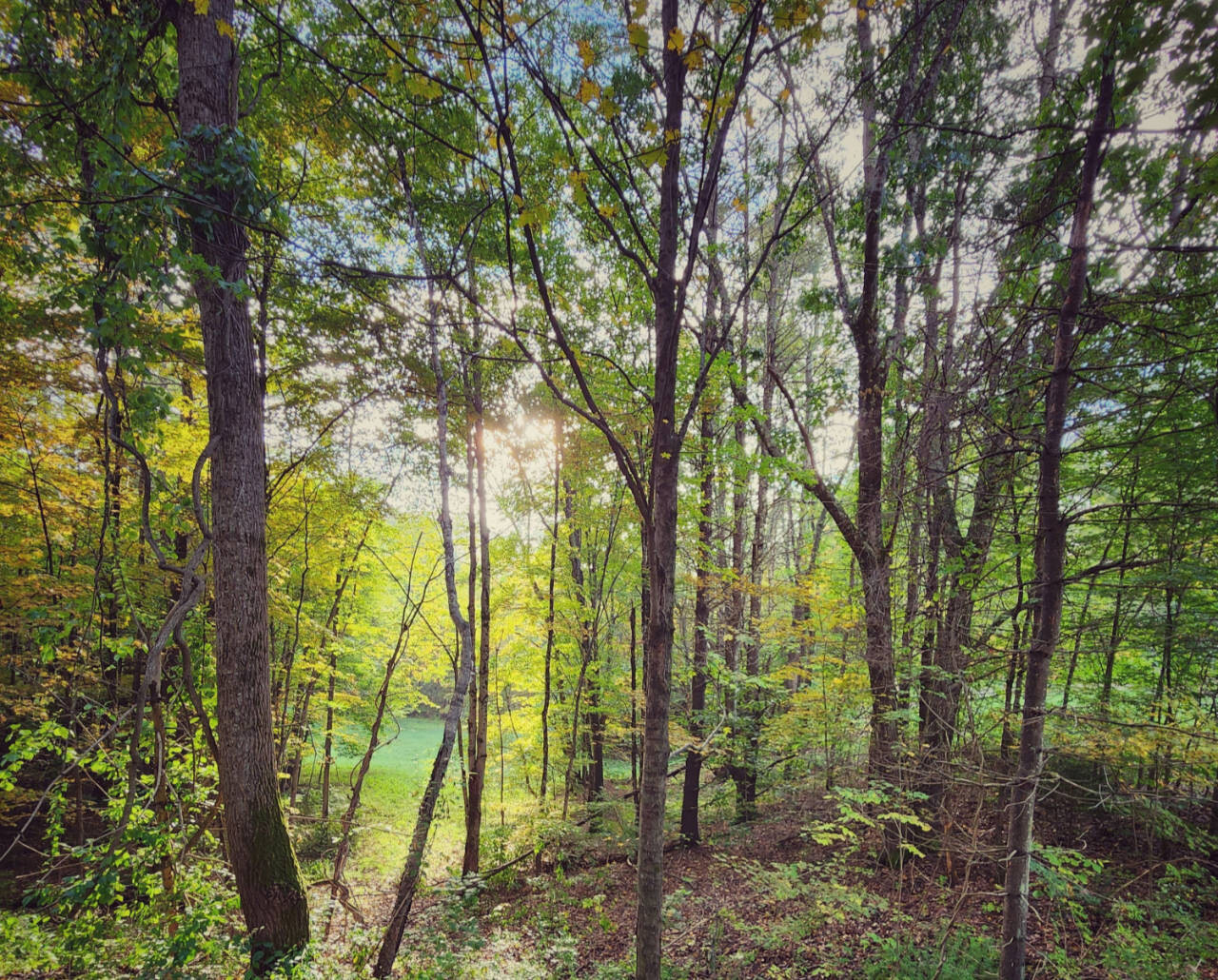 Forrest in Vermont USA