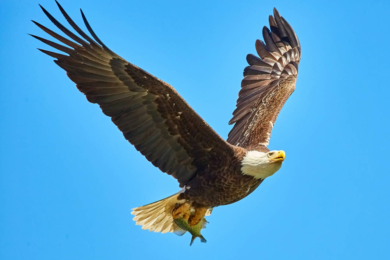 Bald Eagle USA