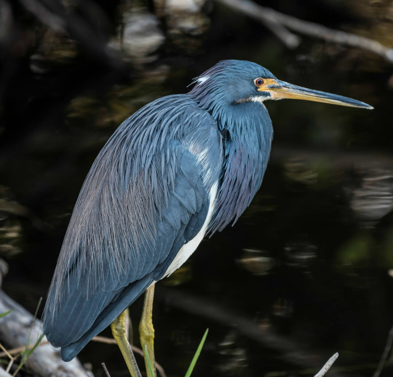 Heron, USA