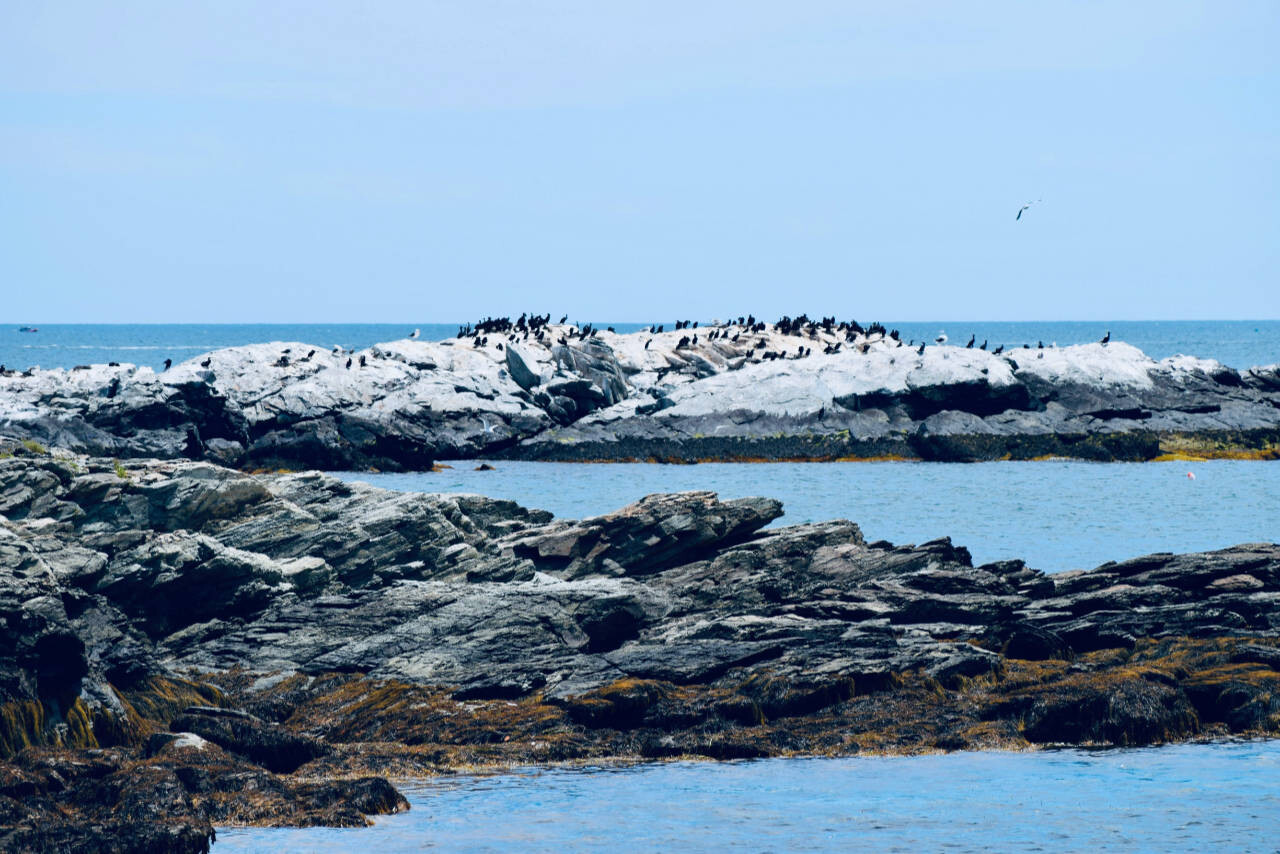 A flock of birds in Rhode Island