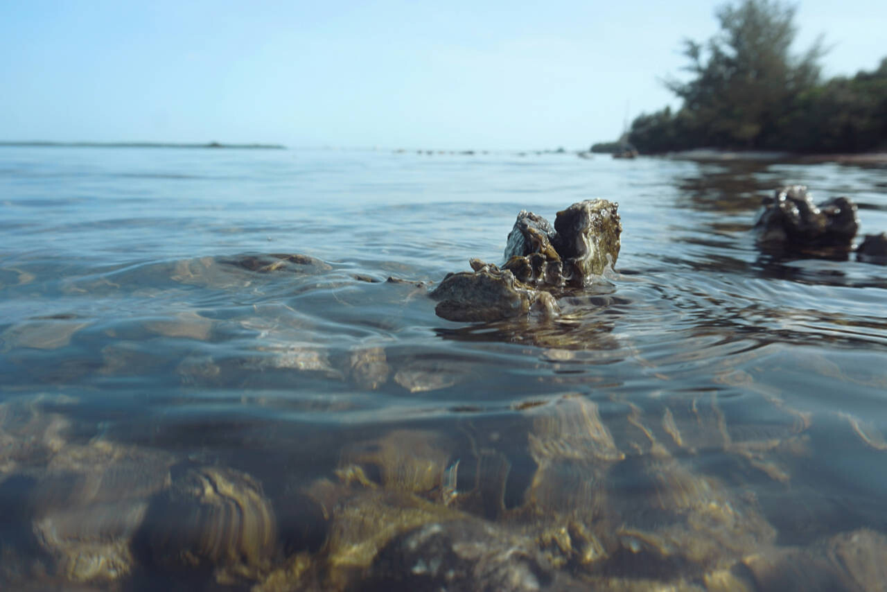 Oyster Reef Habitat in St. Petersburg, USA