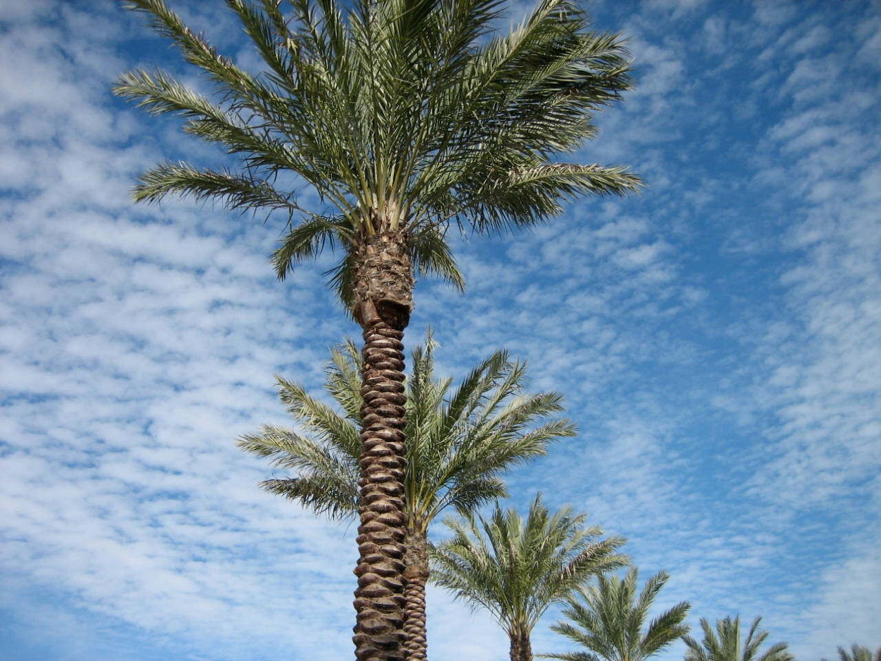 Palm trees in St Petersburg, Florida, USA