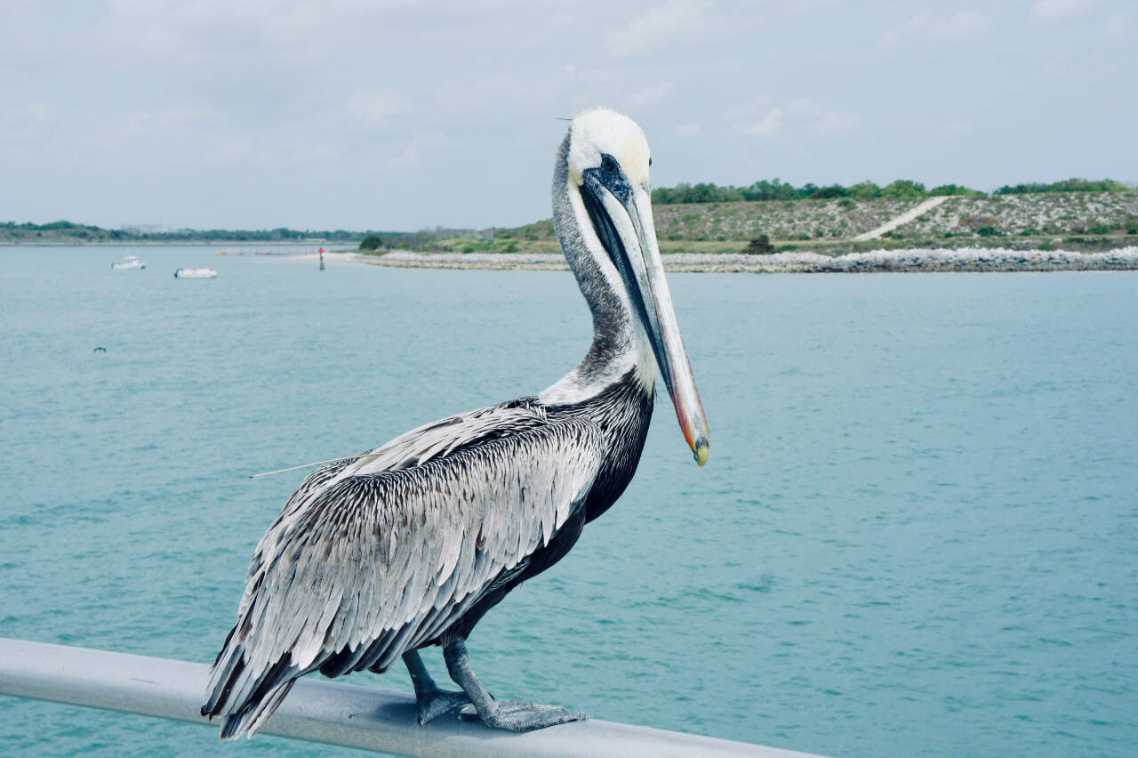 Pelican