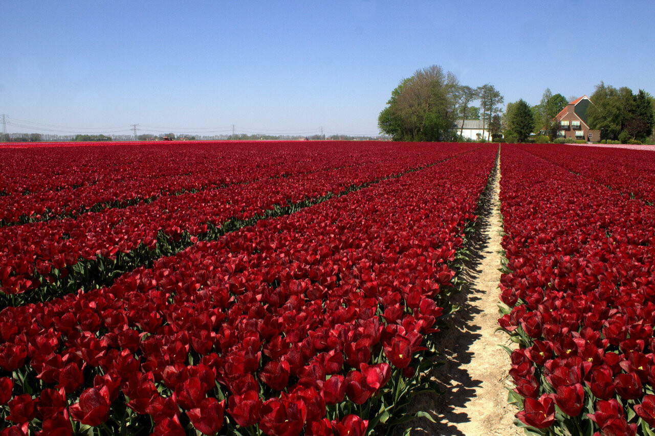 Red tulips in Flevoland, Nederland