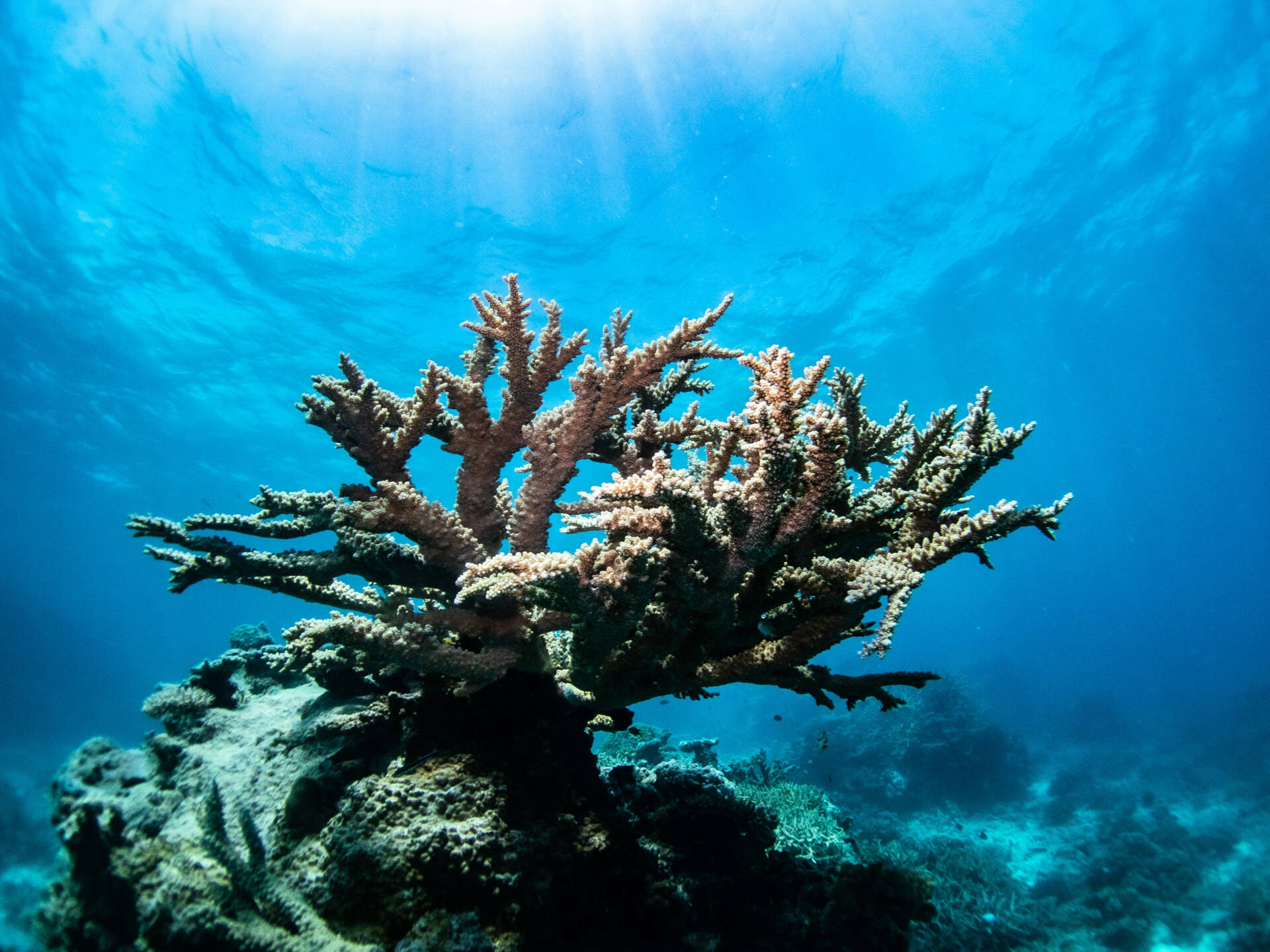 John Brewer Reef, Australia