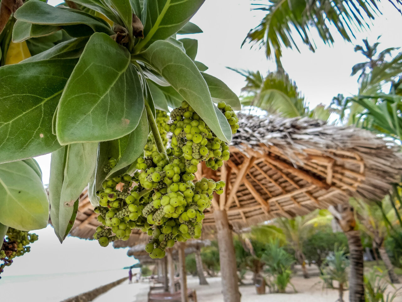 Zanzibar, Tanzania