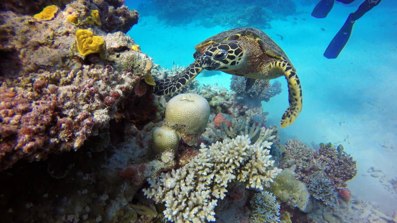 Great Barrier Reef, QLD, Australia