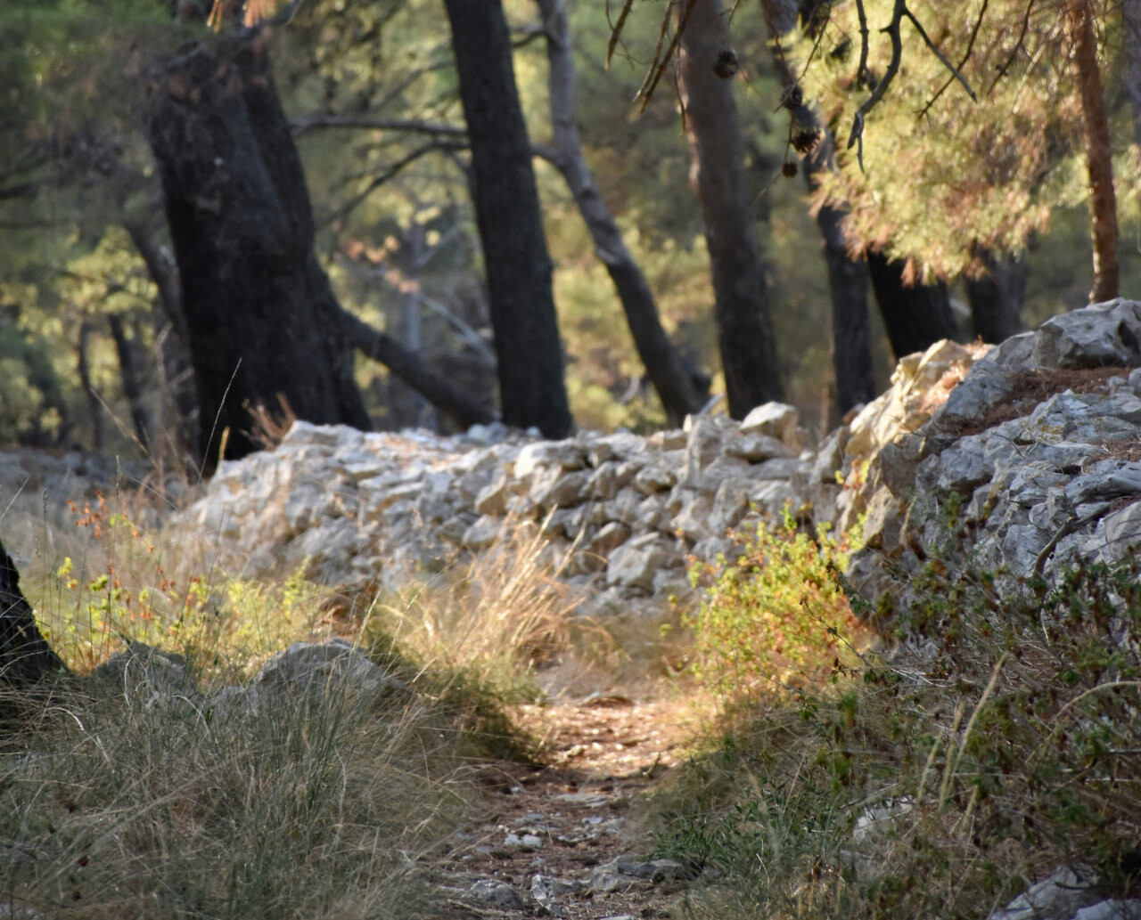 In the woods of the Cikat peninsula, Mali Lošinj, Croatia