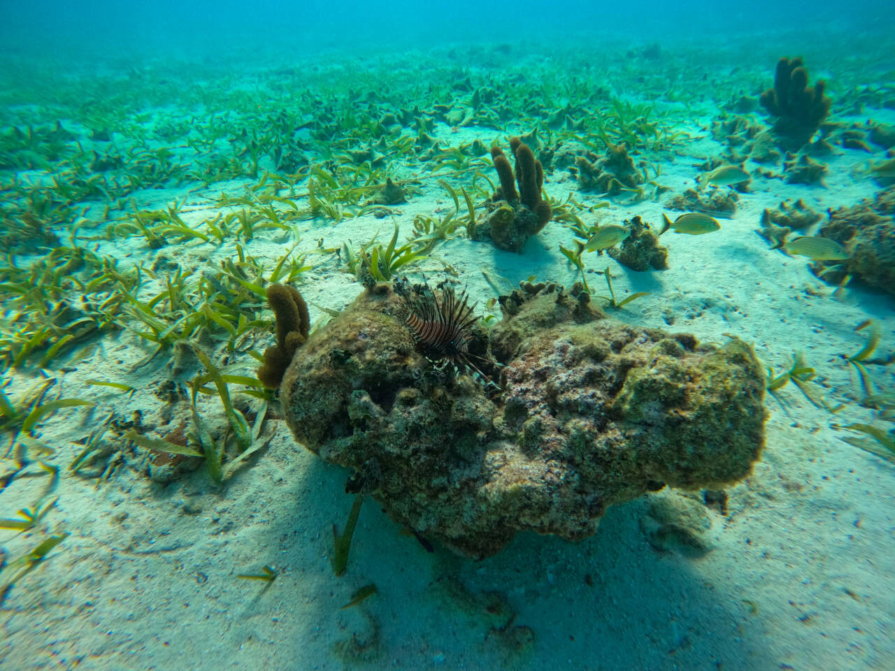 Caye Caulker, Belize