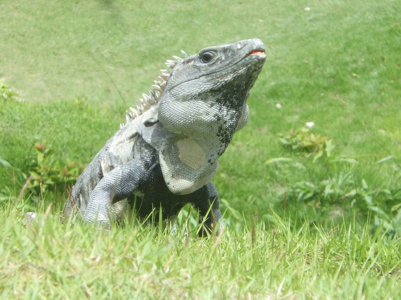 Xunantunich, Cayo District, Belize