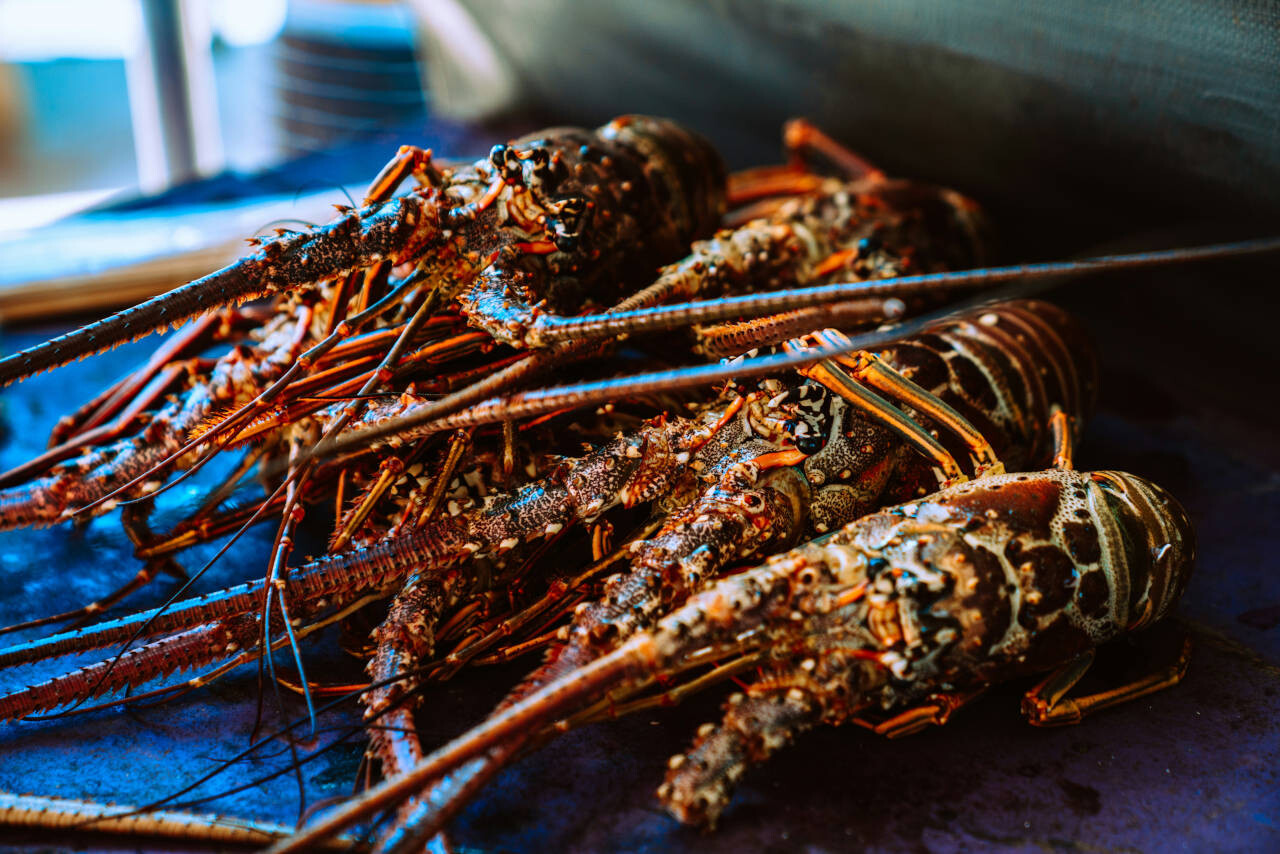 Caribbean spiny lobsters (Panulirus argus) -  Caye Caulker, Belize