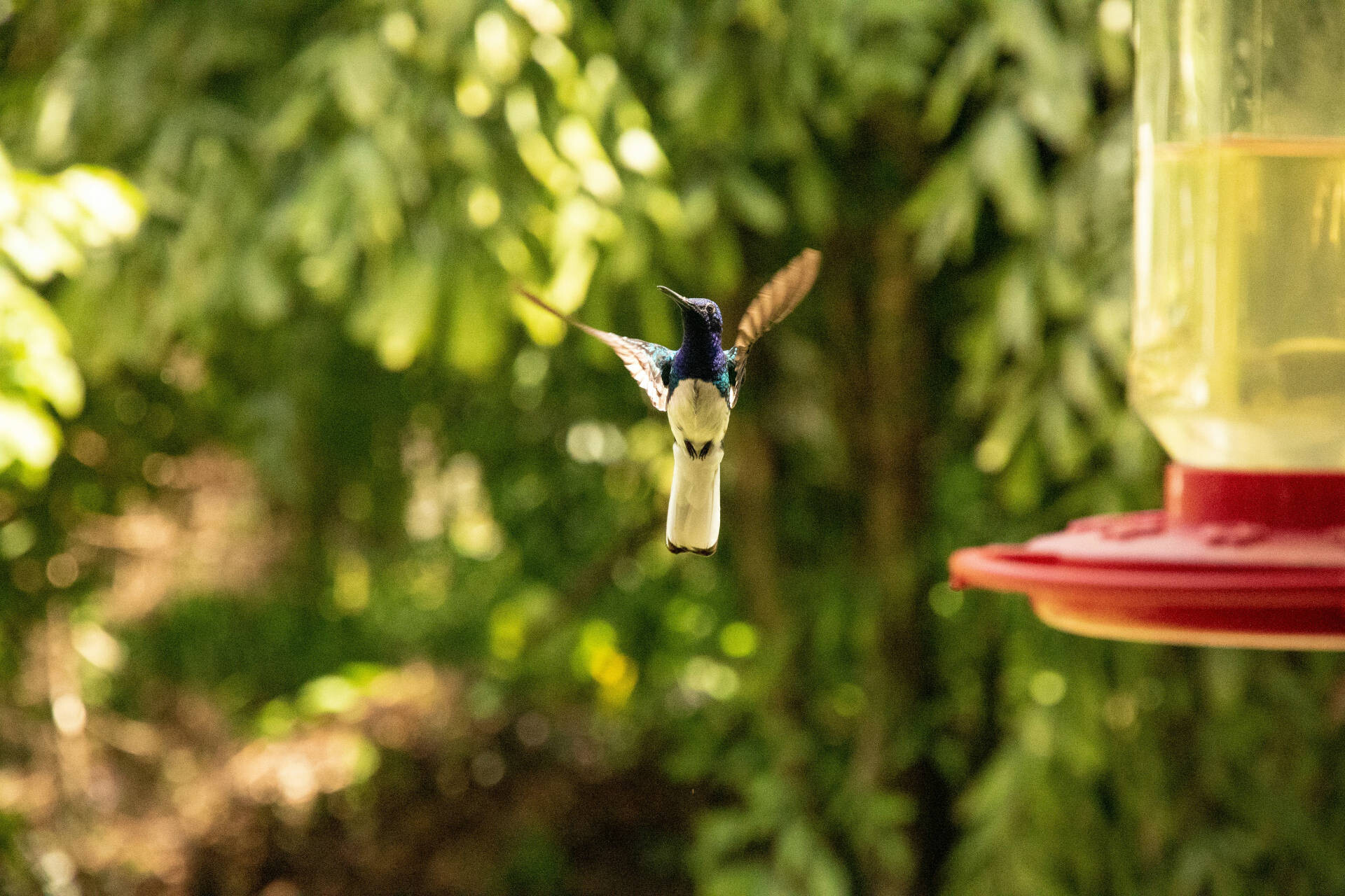 Hummingbird in San Antonio, Belize