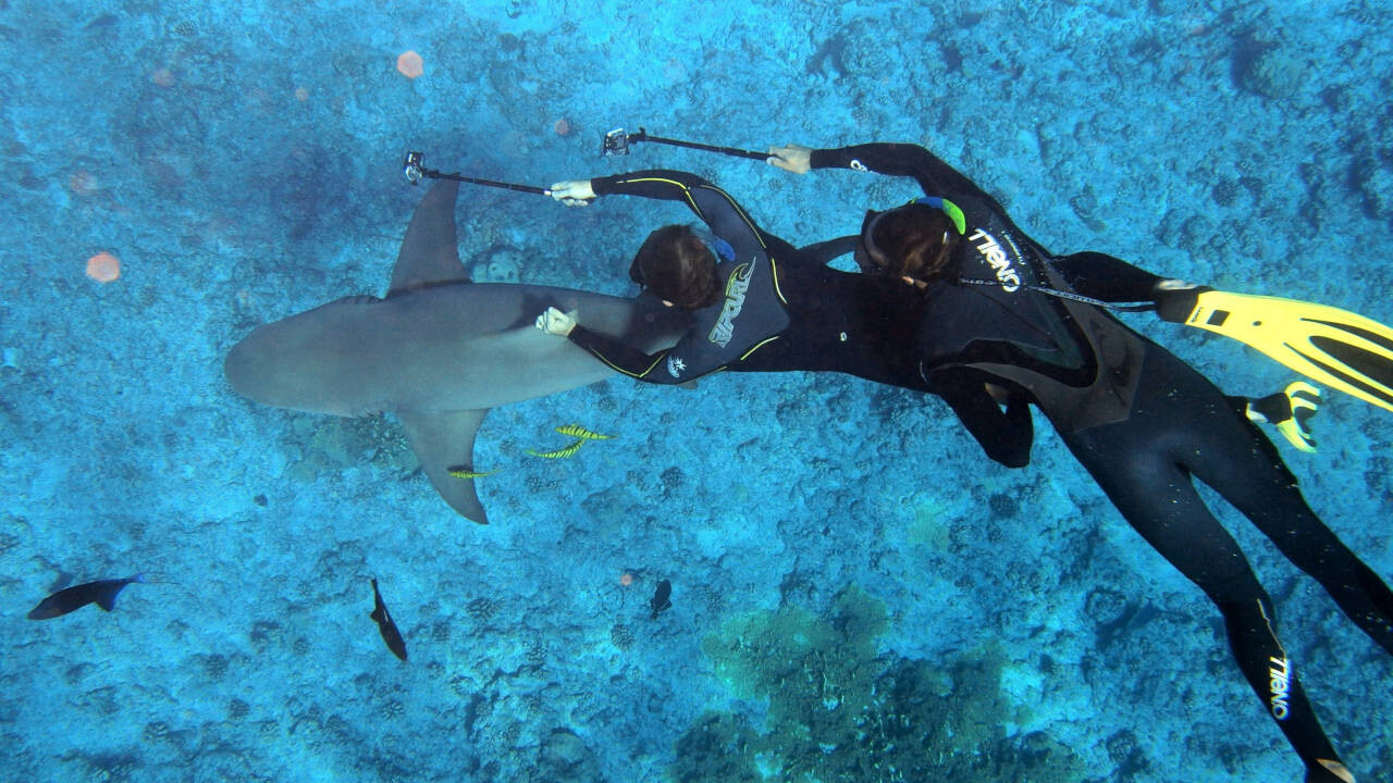 Lemon shark in Bora Bora, French Polynesia