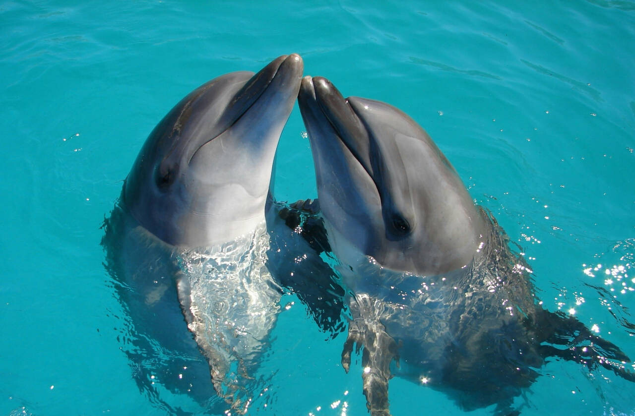 Dolphins in Rangiroa, French Polynesia