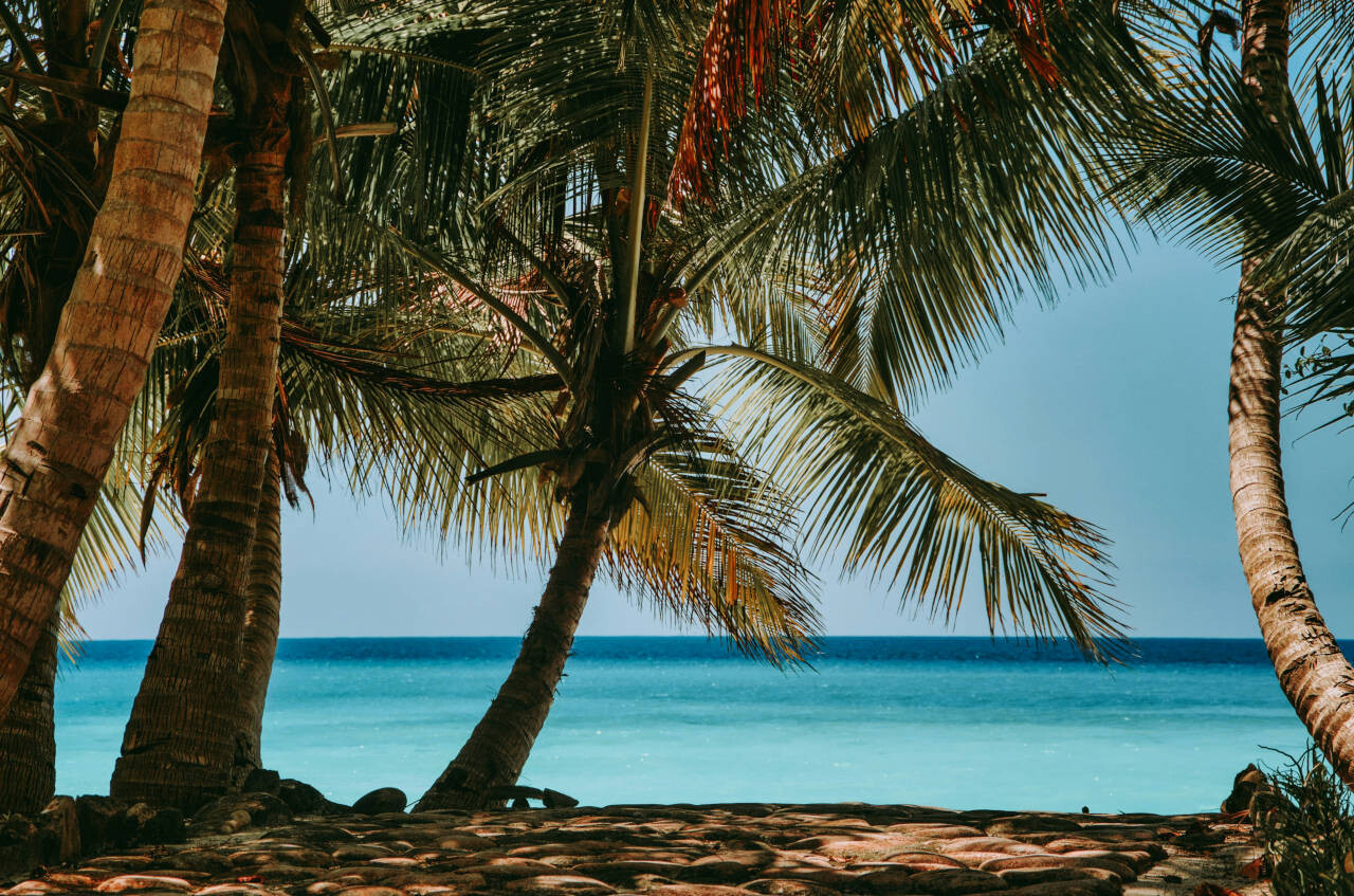 Palm trees on the beach on Nosy Be