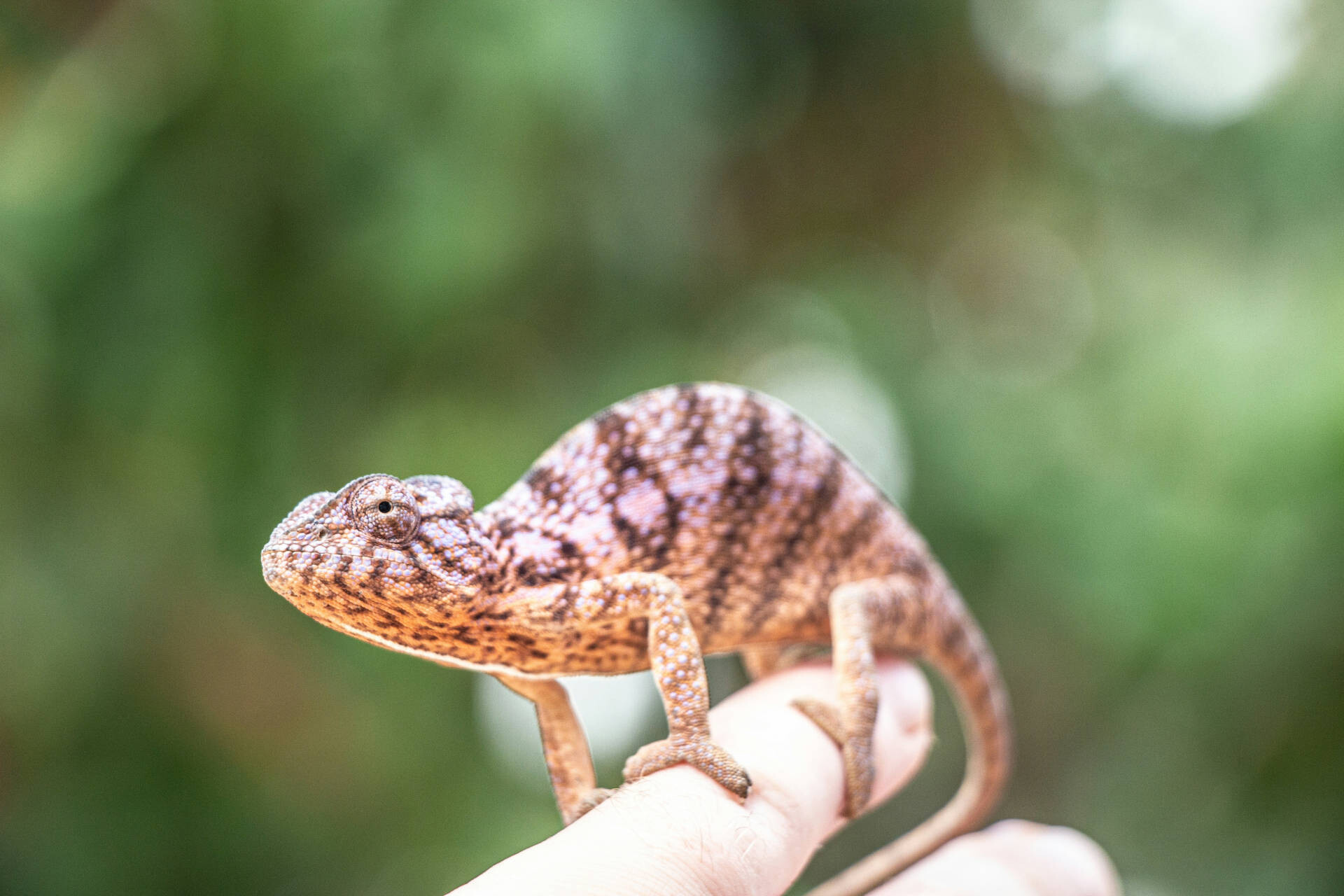 Chameleon in Nosy Be, Madagascar