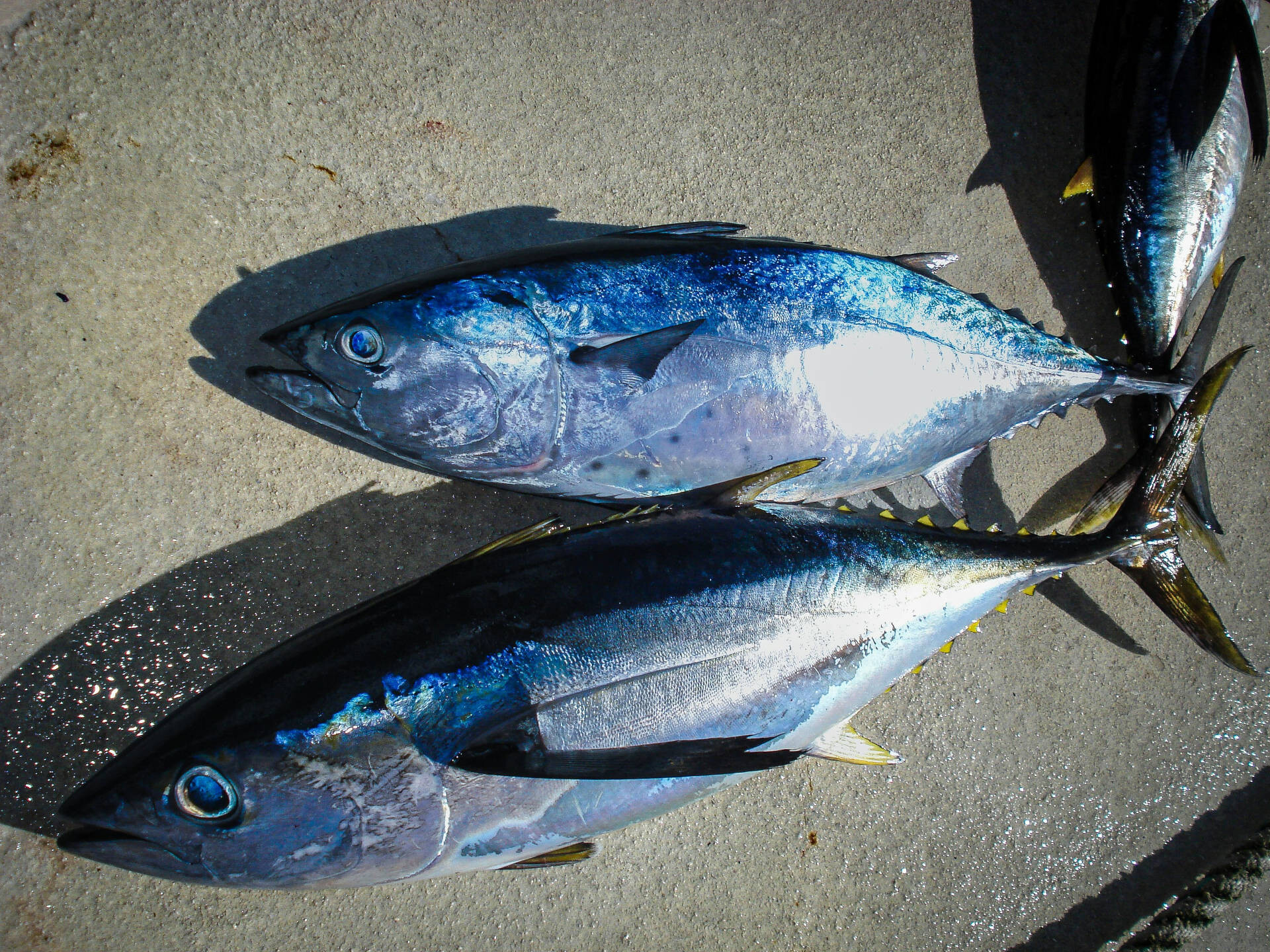 Tuna fish, Maldives