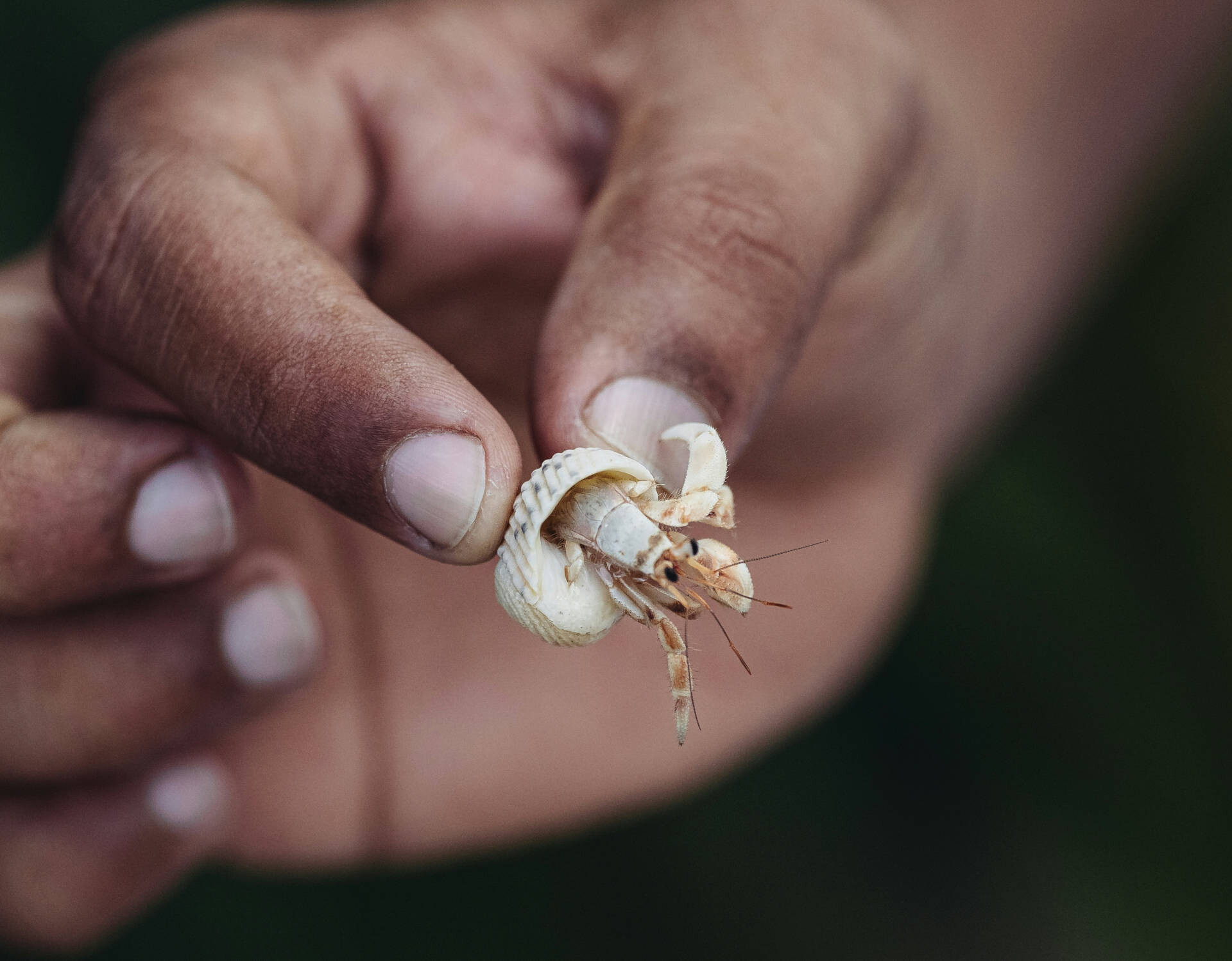 A Hermit Crab - Malé, Maldives