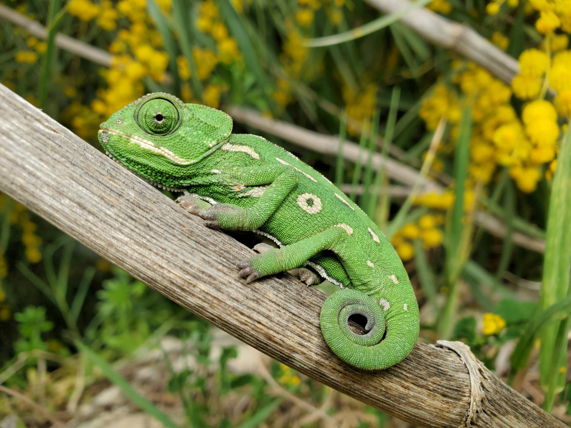 Green chameleon sitting on a branch in Malta