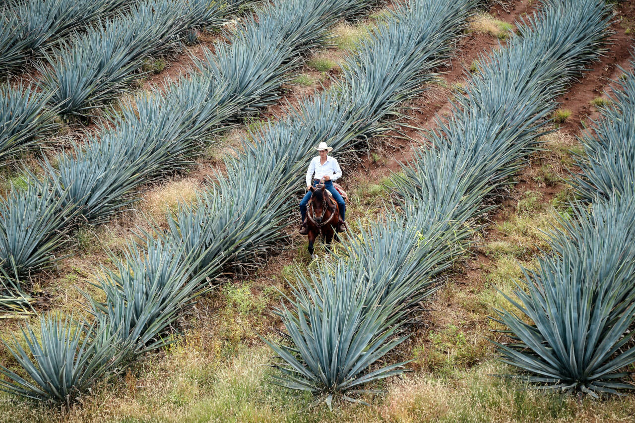 Tequila, Mexico