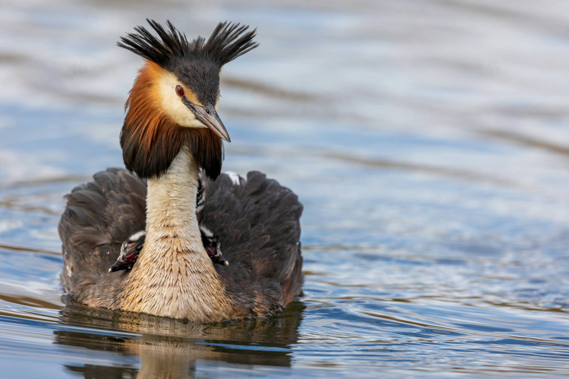 Great Crested Grebe in South East England and Southampton, UK