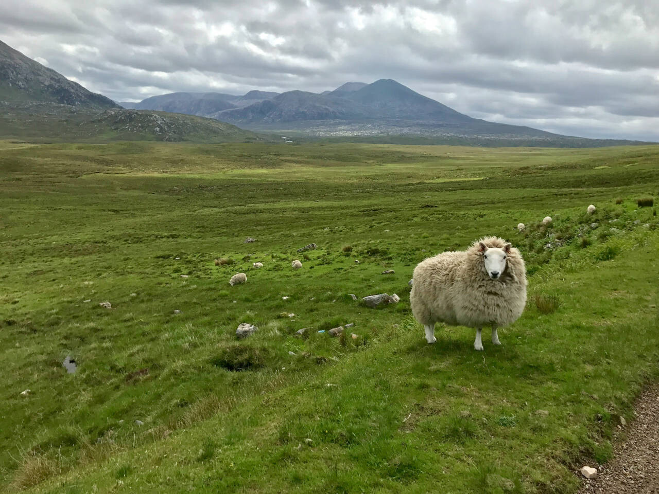 Sheep in Scotland