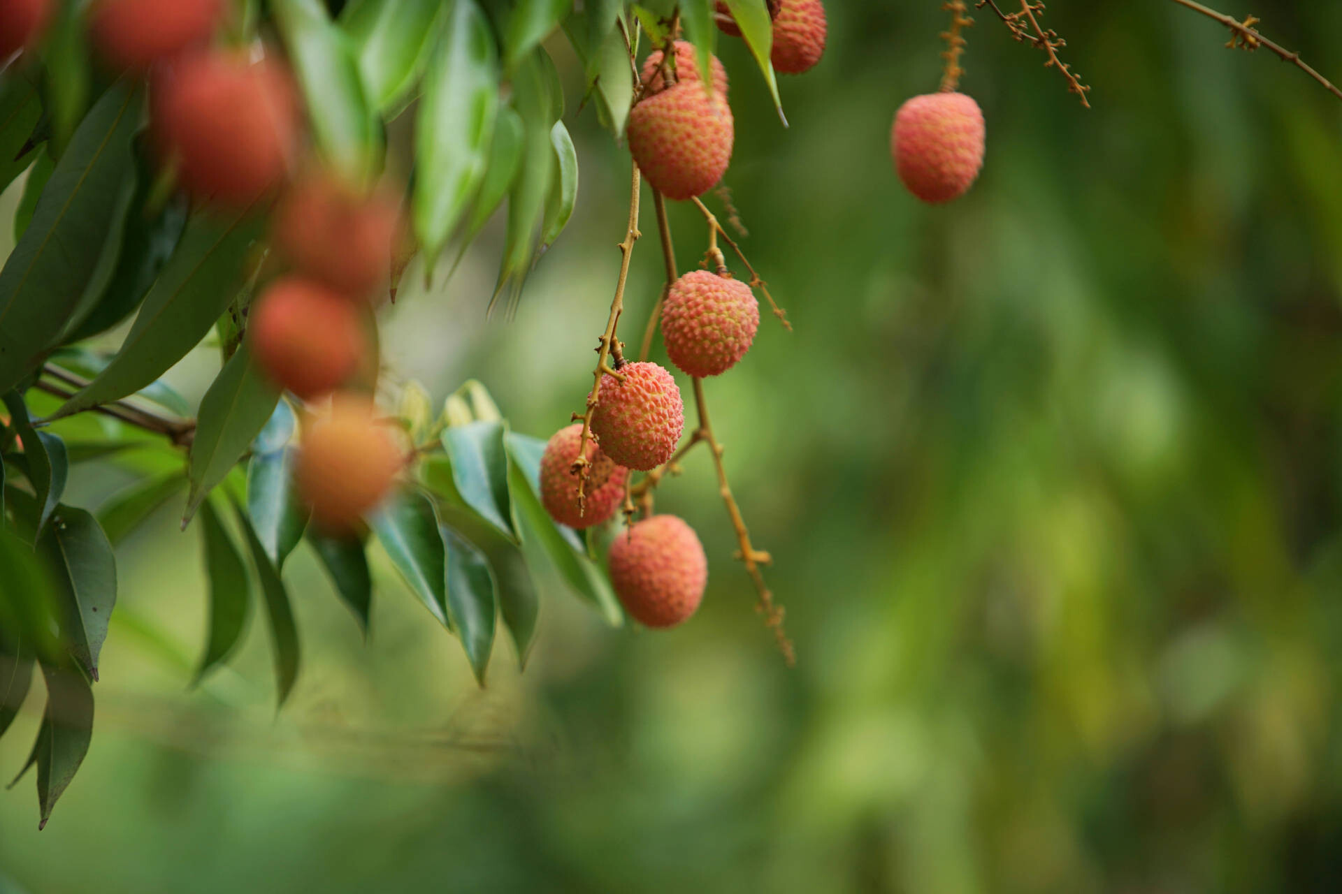 Ripe litchis from Mauritius