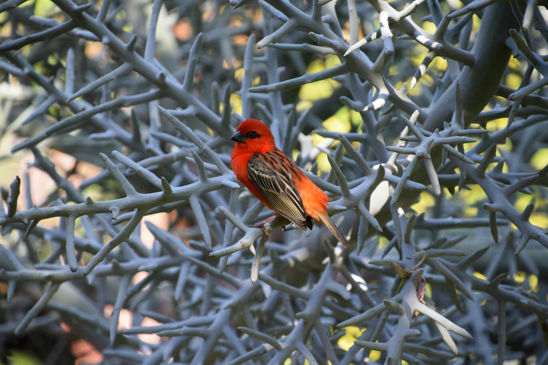 Red Cardinal Bird in Mauritius