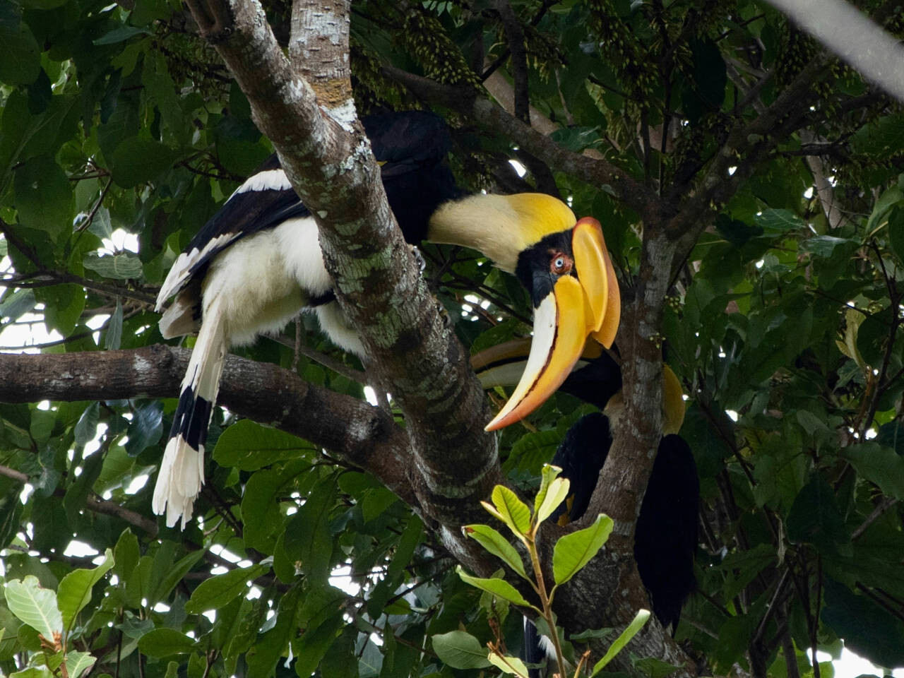 Khao Yai National Park, Pak Chong, Thailand